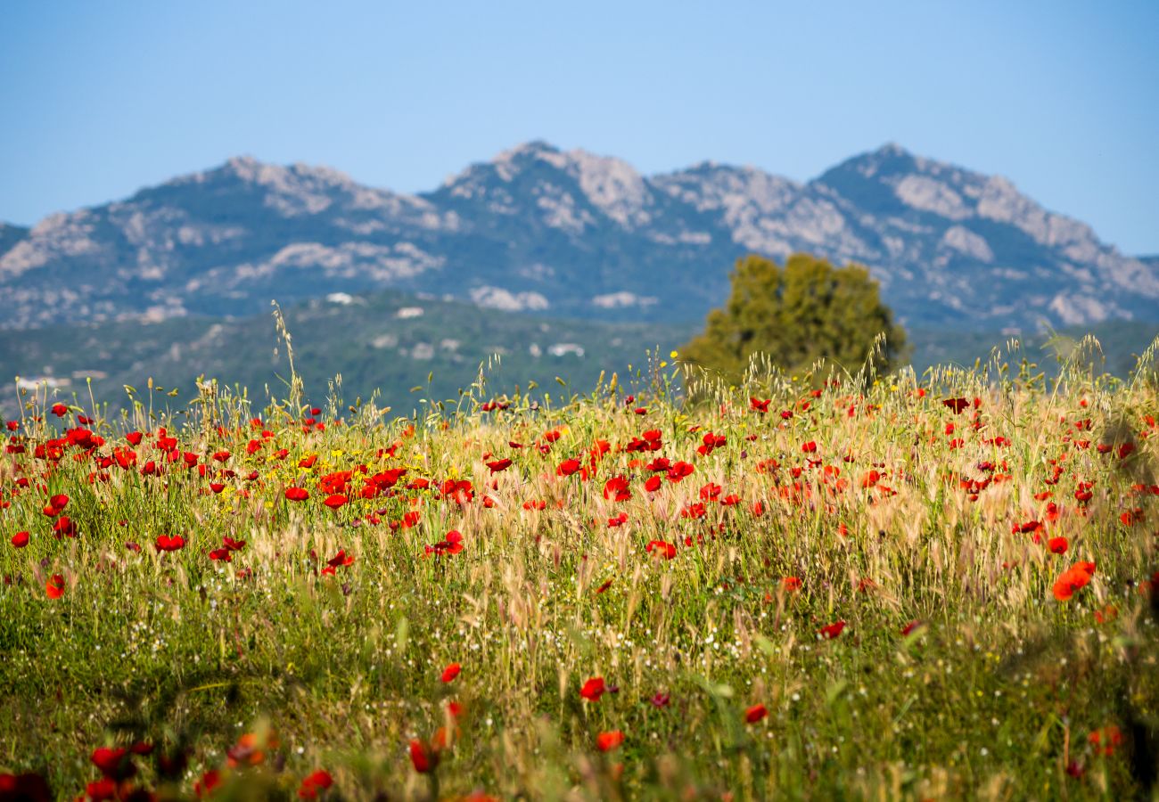 Landhaus in Olbia - Country Lodge - relax & natur bei Porto Rotondo